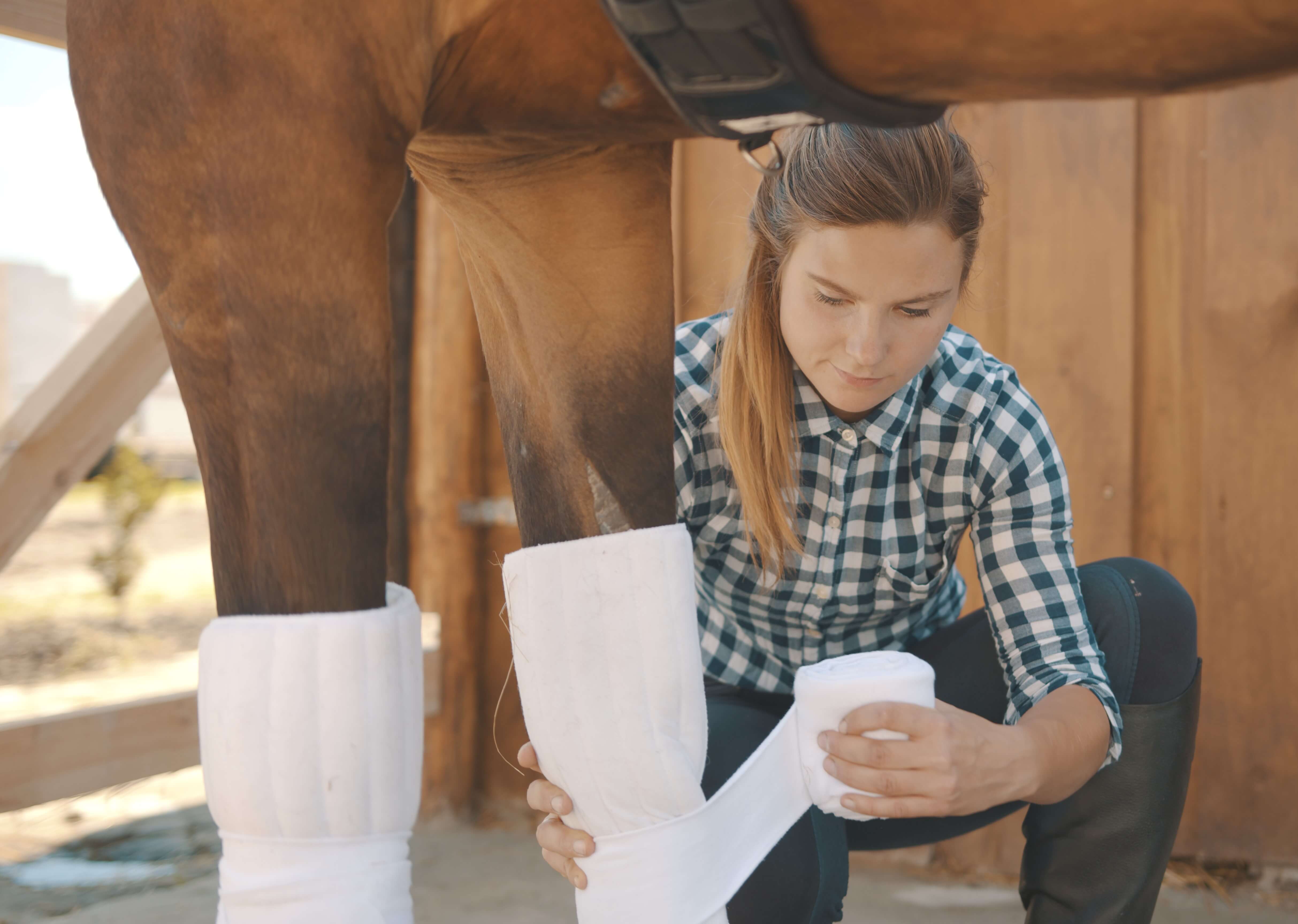 First Aid Kit for horses -Eccotemp