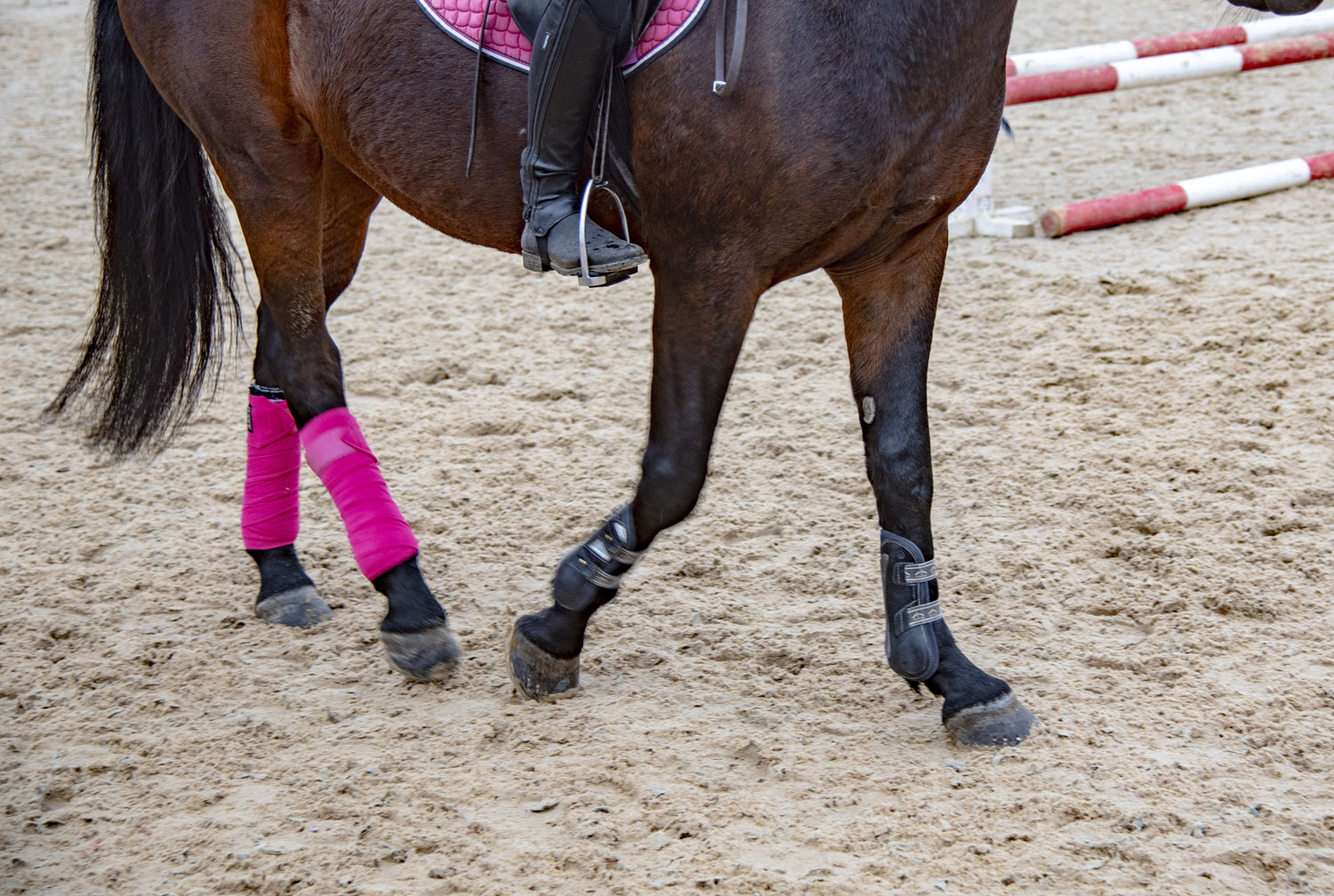 Leg Wraps & Leggins for horses - Eccotemp