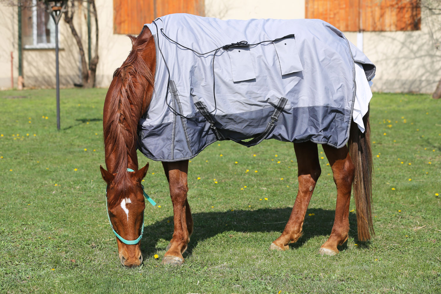 Anti-Sweat Sheet for horses- Eccotemp
